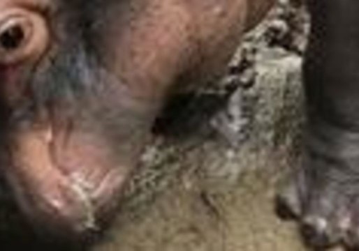 Cincinnati Zoo Debuts Fiona's New Tricks on World Hippo Day