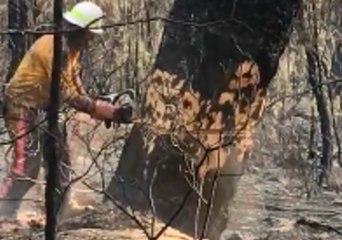 Firefighters Remove Huge Trees After Bushfire Razed Glenbrook Forest