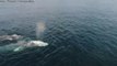 Drone Footage Captures Gray Whales Getting into the 'Valentine's Day Spirit' in San Diego
