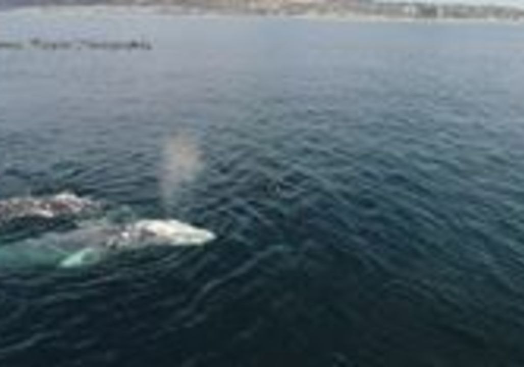 Drone Footage Captures Gray Whales Getting into the 'Valentine's Day Spirit' in San Diego