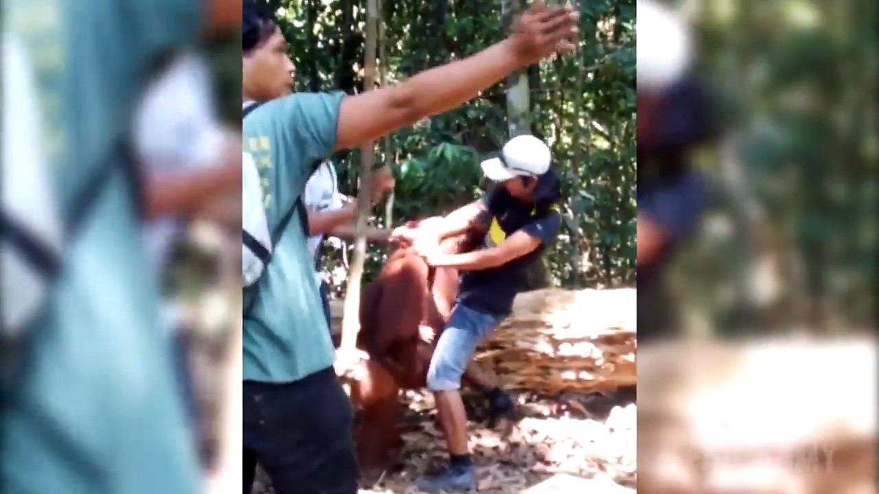 When Animals go crazy Compilation Part 2 by FailArmy
