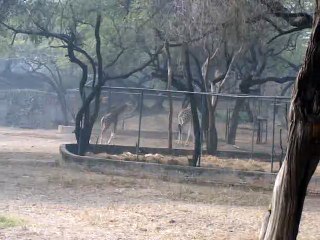 Giraffes - Zoological Park, New Delhi