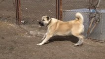 Kangal Köpekleri Zeytin Dalı Harekatı'na Hazır