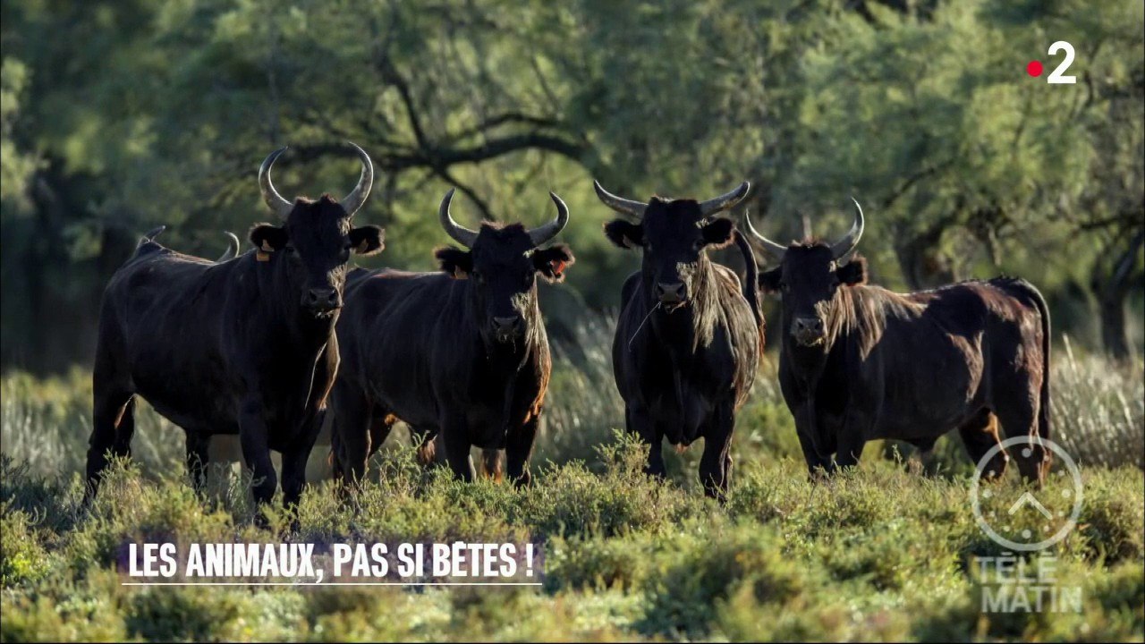 Carré VIP - Les animaux, pas si bêtes !