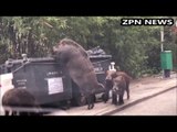 Gigantic Wild Boar, Wild Hog, Wild Pig, Hong Kong China.