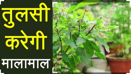 Tulsi के एक उपाय से होगी धन की वर्षा, पूरे होंगे अधूरे काम | Tulsi Effect | Boldsky