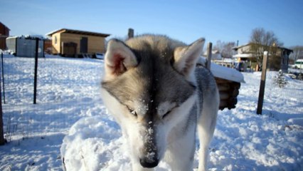 Husky asks to play with him