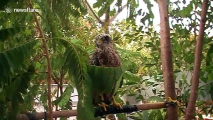 Eagle 'dances' to drum beat