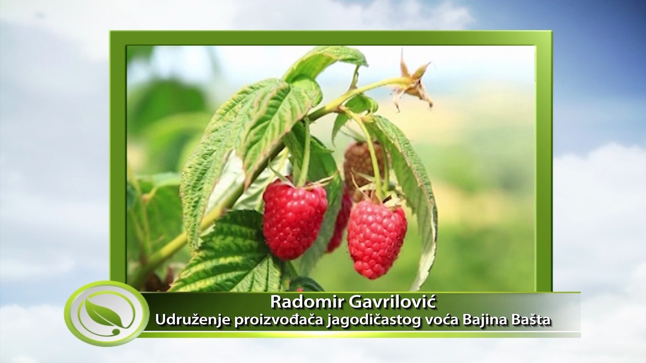 Cena maline duplo niža od očekivane - malinari ne odustaju od protesta
