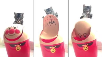 Un chat joue avec le couvercle d'une poubelle