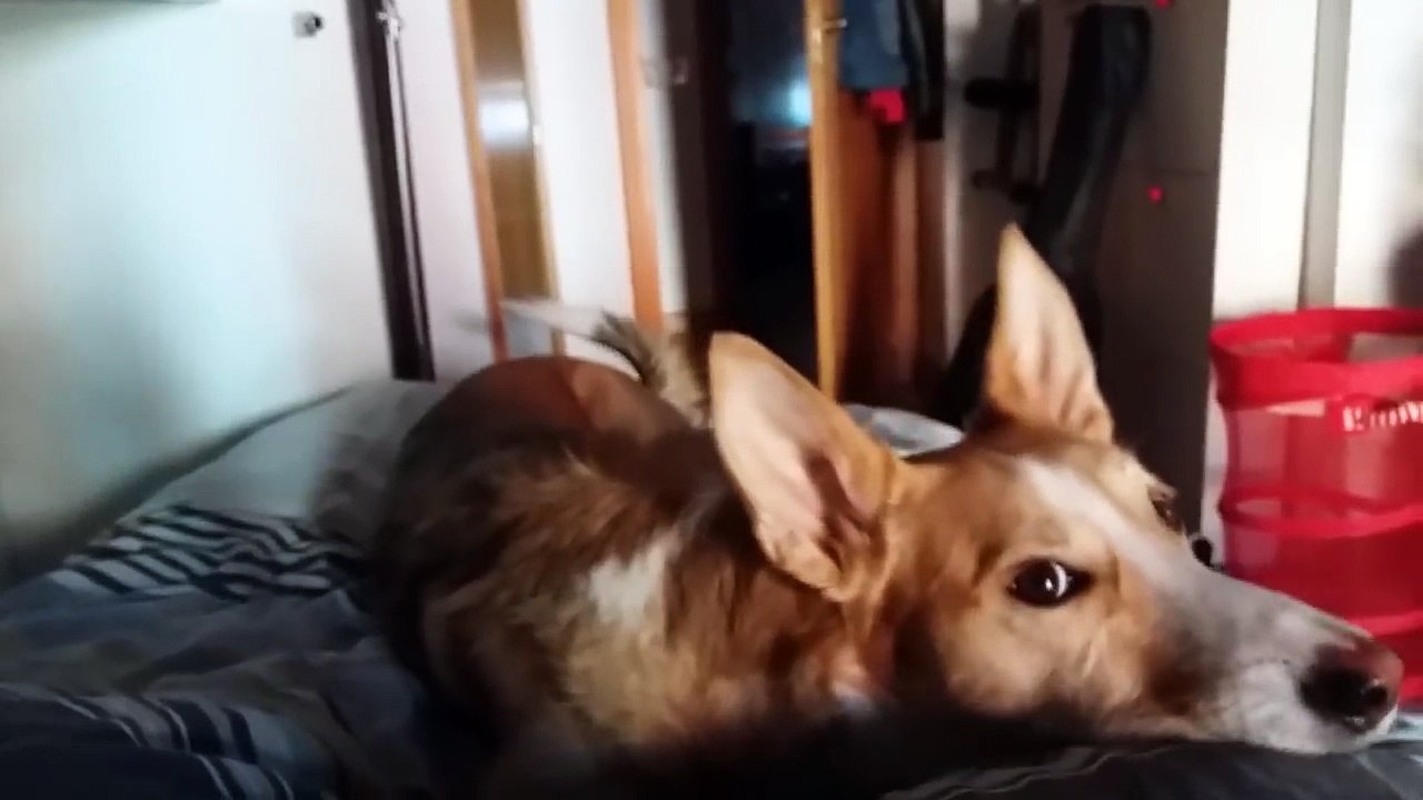 Dog singing [ despacito ] Sumit  Roy official singer.