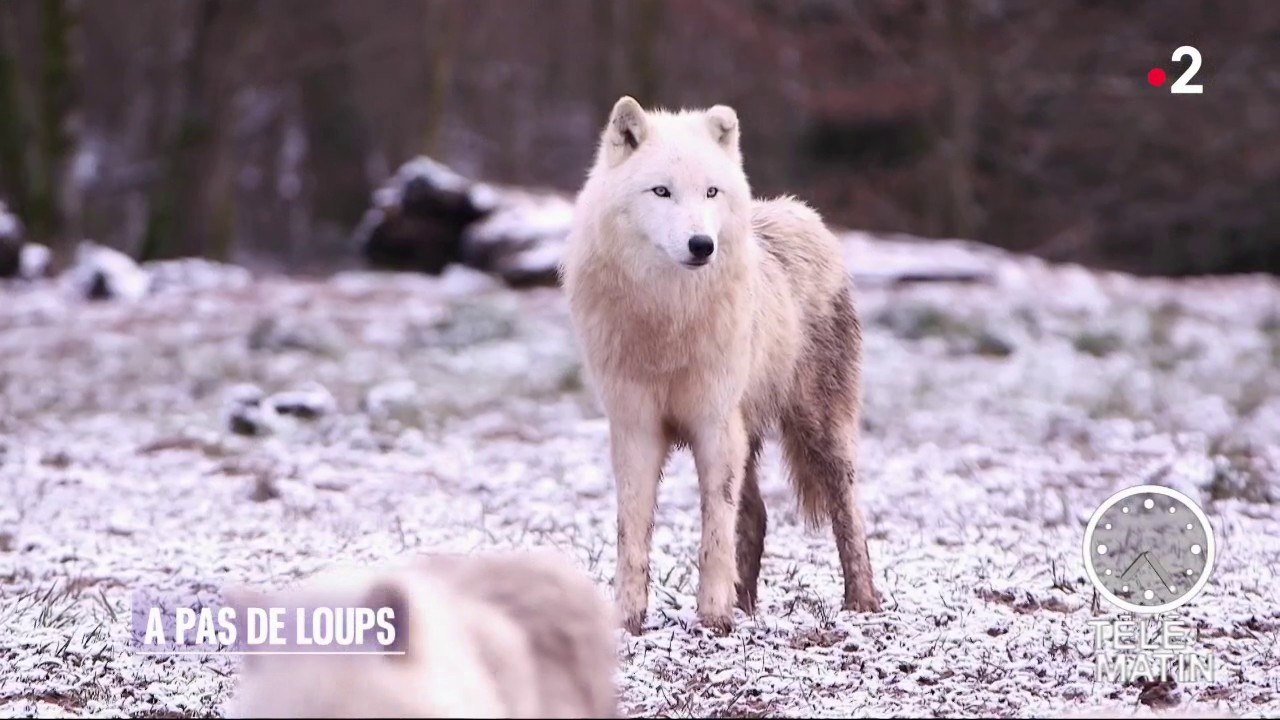 Faune - Au loup !