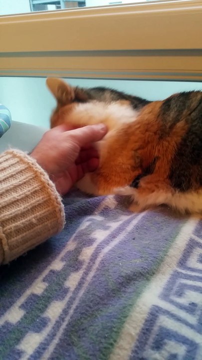 aqui - adoptée