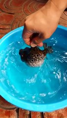 Un poisson globe se défend... trop marrant