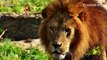 Singa-singa memangsa pemburu dalam perburuan gagal - TomoNews
