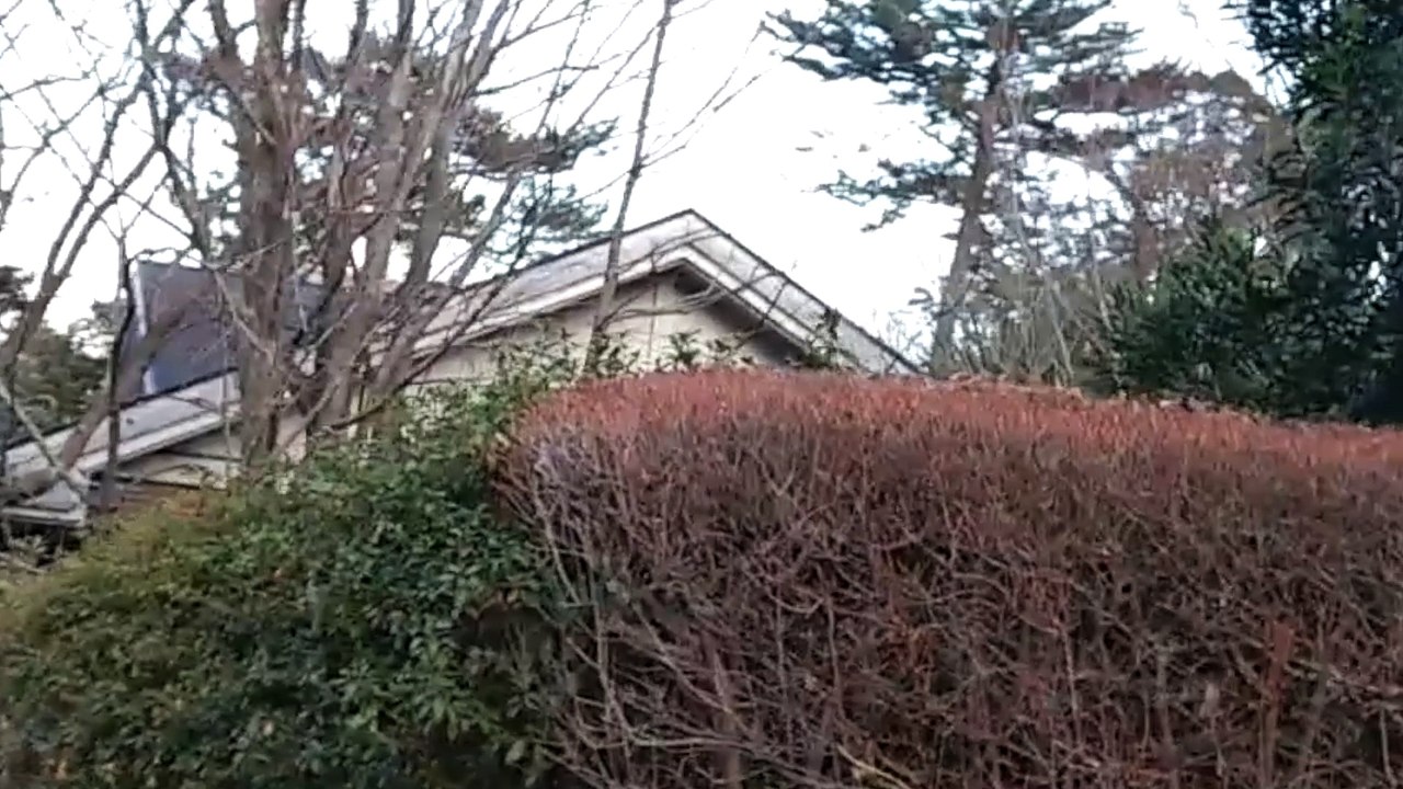 Singing White Eye Birds (Silver Eye Bird)