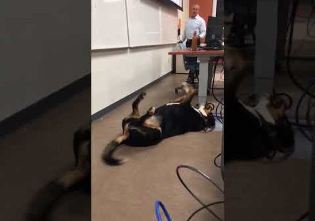 Professor Brings in Good Boy Before Exam to Ease Students' Nerves
