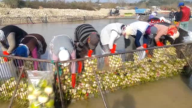 Osmaniye Kadirli'de Turp Üreticisi Zorda