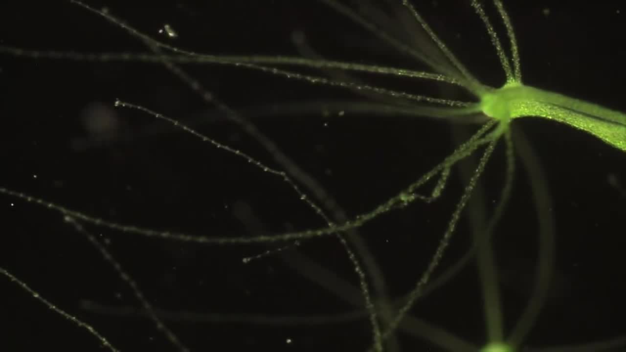 Hydra Jellyfish