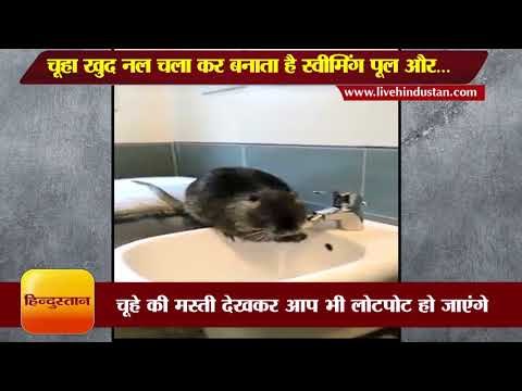 चूहा खुद नल चला कर बनाता है स्वीमिंग पूल और... II Mouse Bath