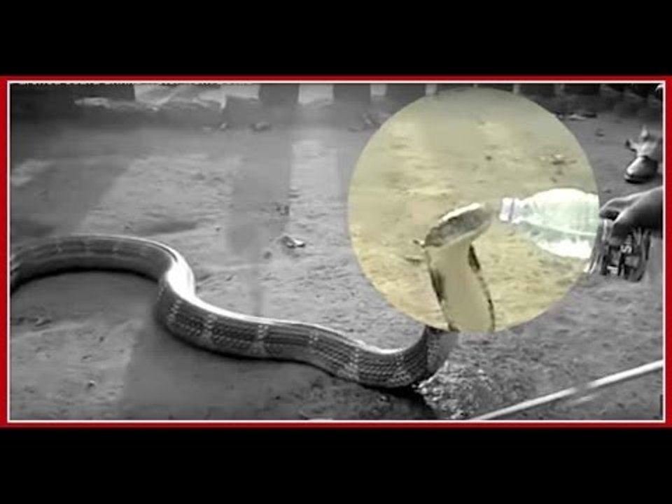 King Cobra Snake drink water from Bottle in Karnataka