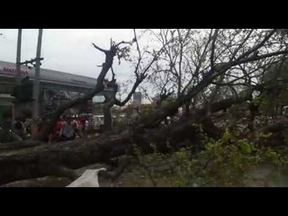 Elderly identification killed by falling trees in Haldwani