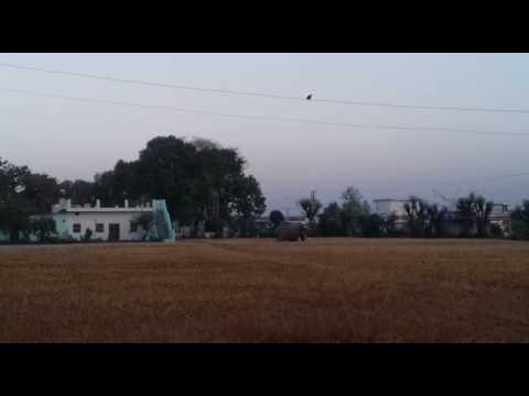 An elephant entered the wheat farm in Rishikesh, Crop destroyed