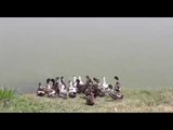 These ducks gives oxygen to fishes