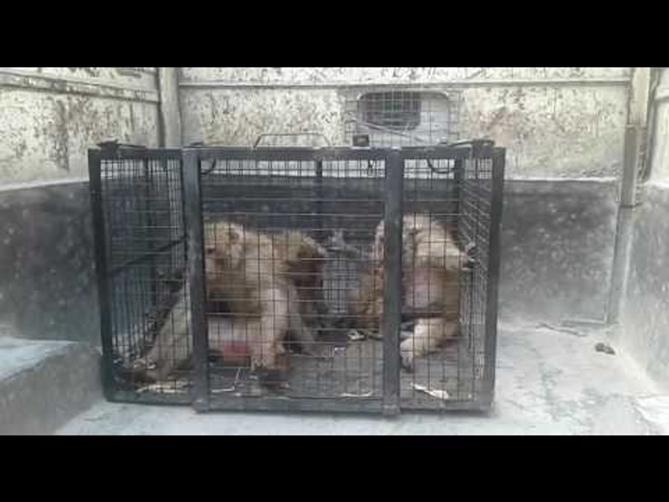 Forest Department seized 60 monkeys, will be left in the jungles in uttarakhand