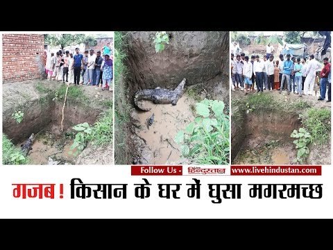 गजब! किसान के घर में घुसा मगरमच्छ II Crocodile enters the farmers house in Roorkee village,Dehradun