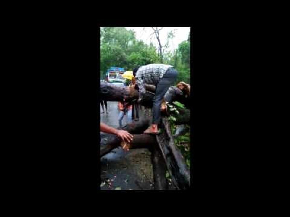 हल्द्वानी:  पेड़ गिरने से पांच घंटे तक बंद रहा मार्ग