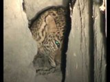 Leopard entered in a house in sonbhadra village UP