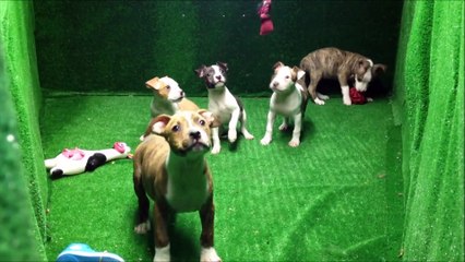 Про амстаффа