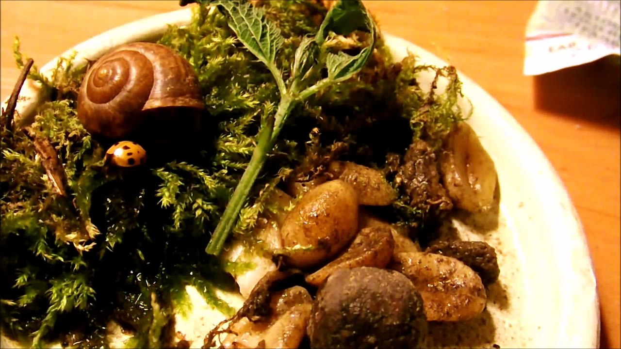 Кустарниковая улитка