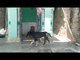 Miracle! Dog work-shipping Lord Shiva in Banda UP