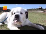 St. Bernard sets Guinness World Record for longest dog tongue