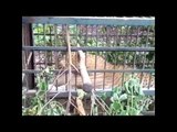 Leopard trapped in the cage of forest department in Barabanki