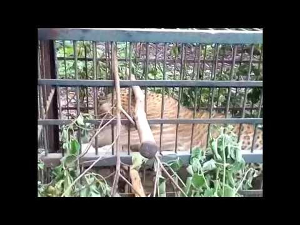 Leopard trapped in the cage of forest department in Barabanki
