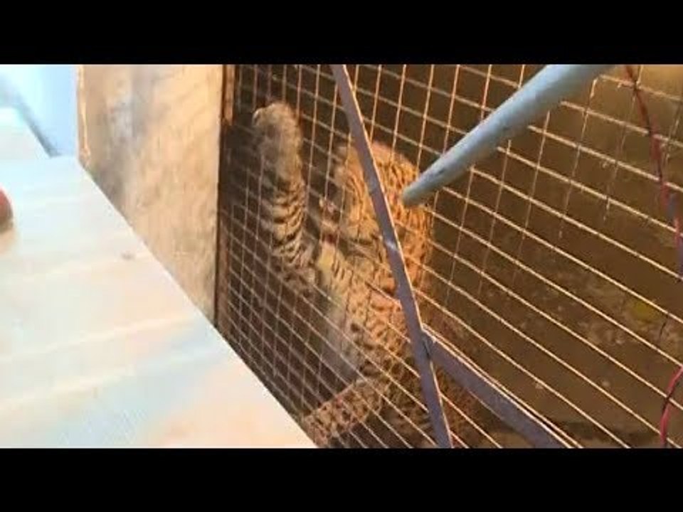 लखनऊ के सेंट फ्रांसिस गर्ल्स स्कूल में घुसे तेंदुआ को पकड़ने में वन विभाग के पसीने छूटे