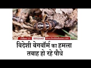 Exotic Begoworm Attack on West UP Plants, Saharanpur News   Hindustan
