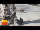 आगरा: एसएन मेडिकल कॉलेज में बंदरों का आतंक II terror of monkeys at SN medical college in agra
