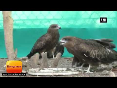 कांच के मांझा से घायल हो रहे हैं सैकड़ों पक्षी II Over 500 birds injured by glass-coated Manjha