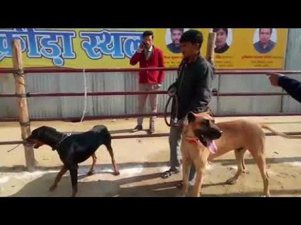 यूपी: सुल्तान, सेल्फी, स्टेफी और एंजिल को देखने के लिए लगी भीड़