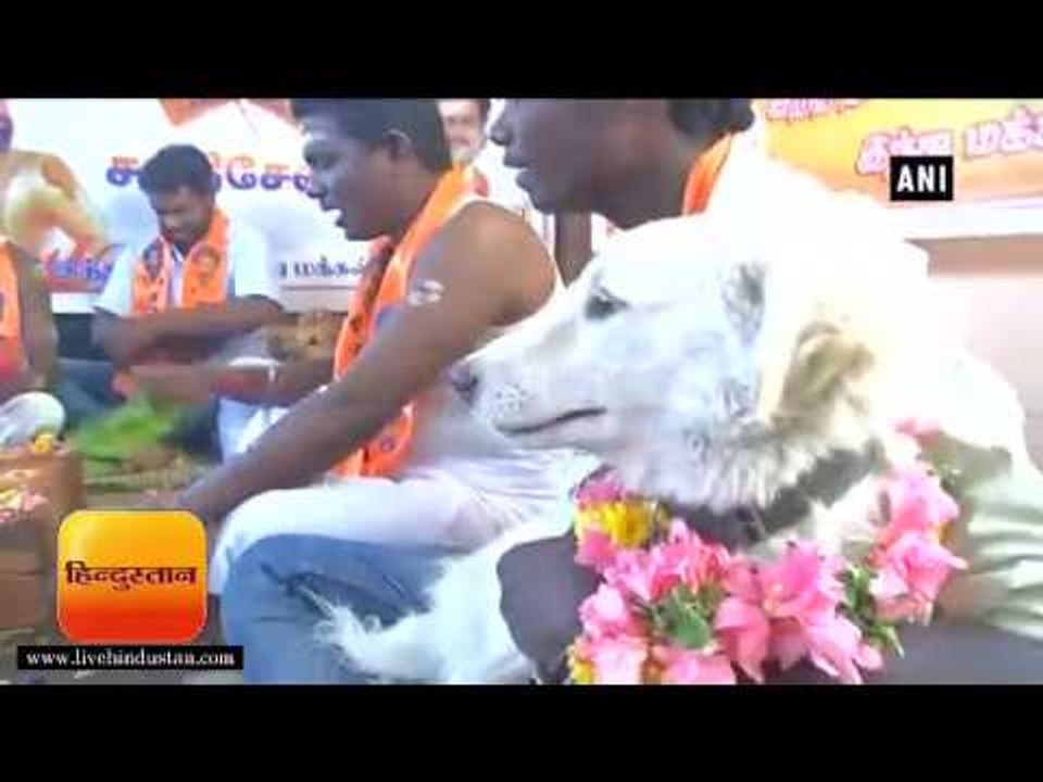 ताज़ा समाचार || शक्ति सेना ने वैलेंटाइन डे के विरोध में दो कुत्तों की करा दी शादी