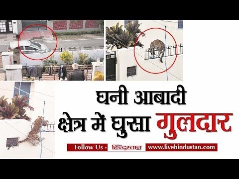 देहरादून के घनी आबादी इलाके में घुसा गुलदार II Leopard enters residential area Dehradun