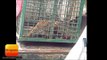 महराजगंज में तेंदुए का आतंक, तीन को किया घायल II Leopard attacks 3 people in maharajganj