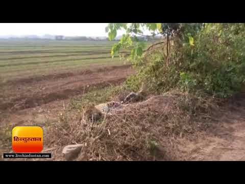 कालाढूंगी के कमोला गांव में तारबाड़ में फंसा गुलदार II Guldar trapped in Haldwani