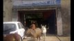 Donkeys in jail || बगिया नष्ट करने वाले 8 गधों को चार दिन काटनी पड़ी जेल