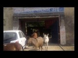 Donkeys in jail || बगिया नष्ट करने वाले 8 गधों को चार दिन काटनी पड़ी जेल