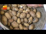 बाढ़ पीड़ितों को बांट दिए सड़े आलू II officers distributed bad potatoes in lakhimpur, UP